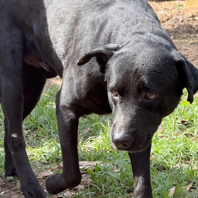 An adult medium-sized male Black Shepherd dog named Russel for adoption in Annandale, VA