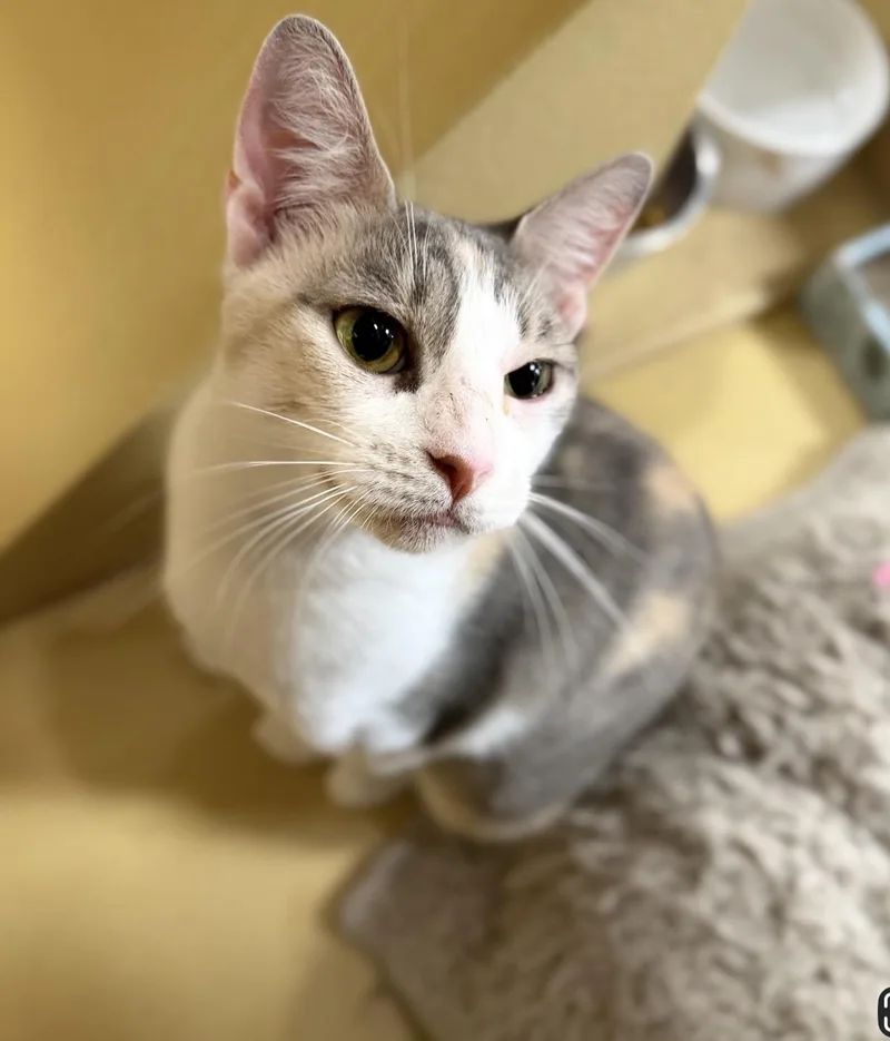 A young medium-sized female Dilute Calico Domestic Short Hair cat named Avril for adoption in Austin, TX