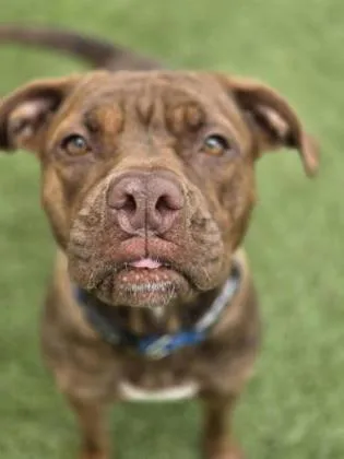 An adult medium-sized female Mixed Breed dog named Mama for adoption in Savannah, GA