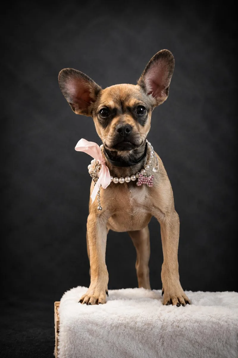 A baby small-sized female Yellow / Tan / Blond / Fawn Chihuahua dog named Sadie for adoption in Concord, CA