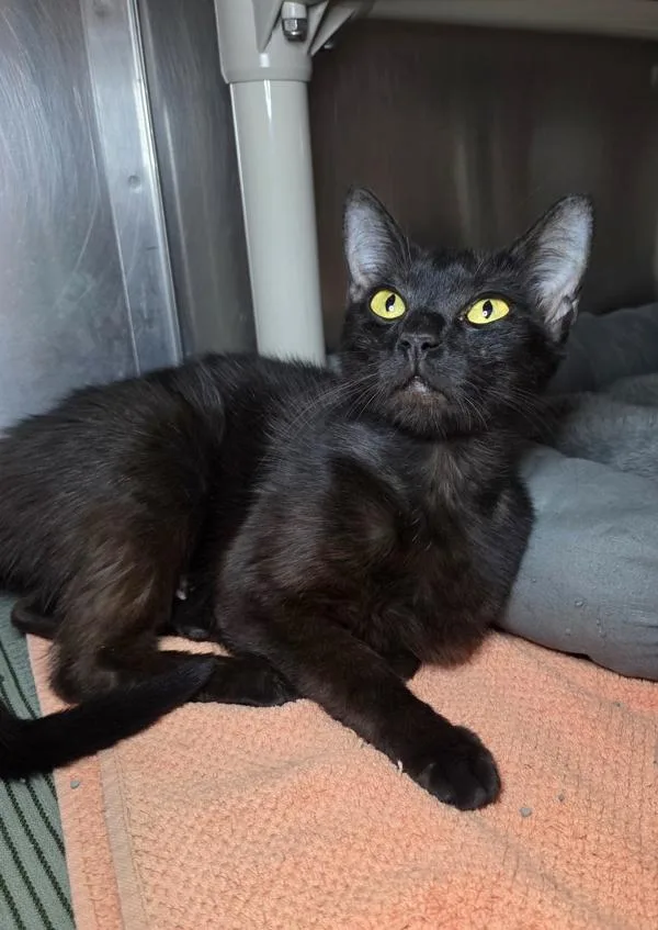 A young small-sized female Domestic Short Hair cat named Billie for adoption in Millersville, MD
