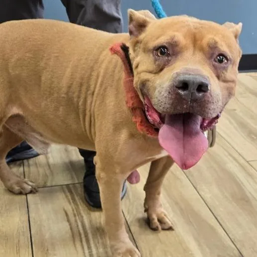 A senior large-sized male Pit Bull Terrier dog named Tyson for adoption in Newark, NJ