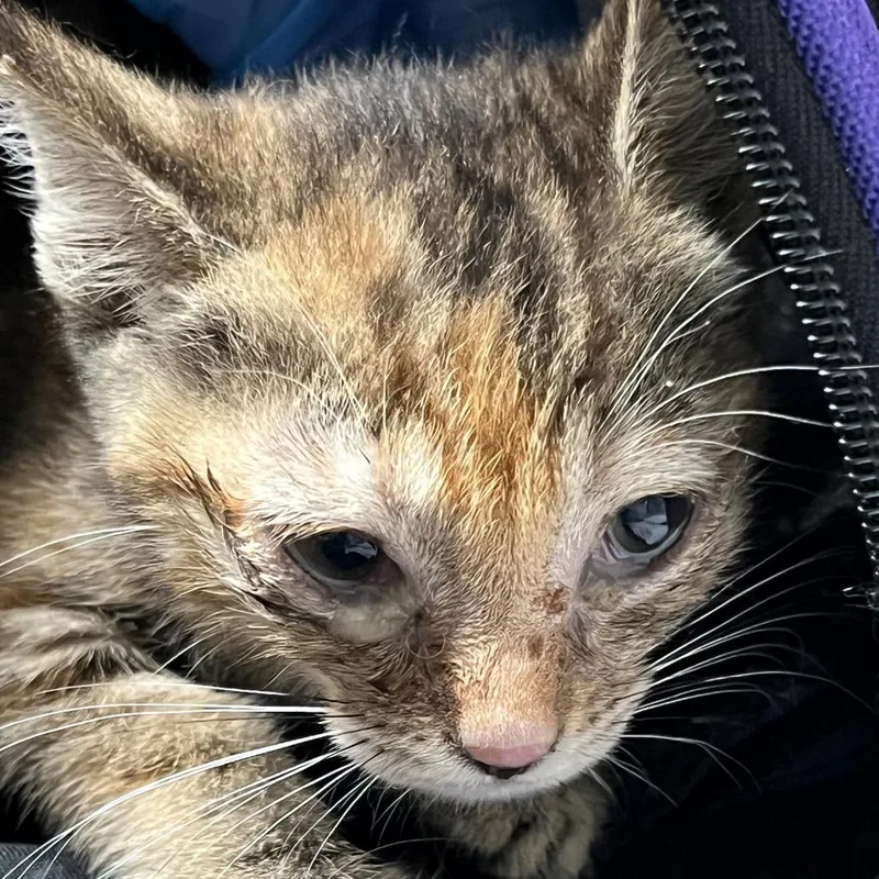 An adult medium-sized female Gray / Blue / Silver Domestic Short Hair cat named Indy for adoption in Kanab, UT