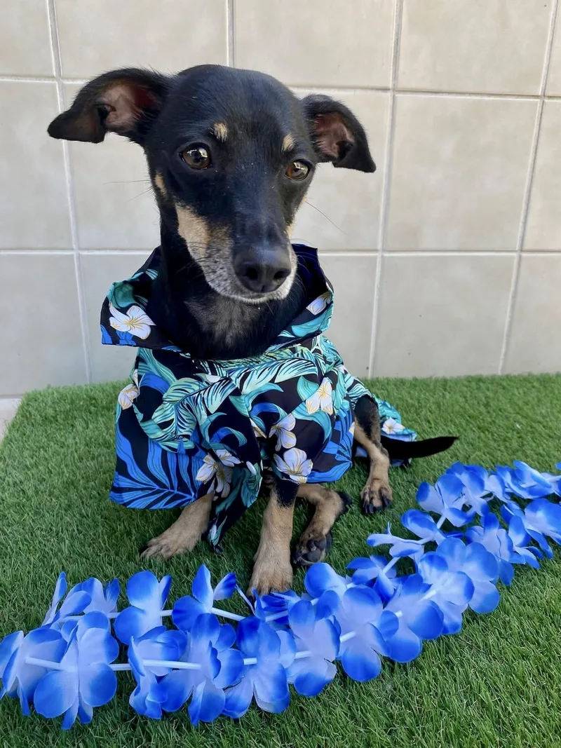 An adult small-sized male Chiweenie dog named Jake for adoption in Kerrville, TX