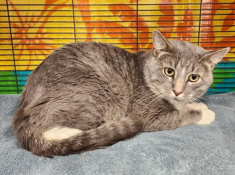 A young medium-sized male Domestic Short Hair cat named White Sox for adoption in Rockford, IL