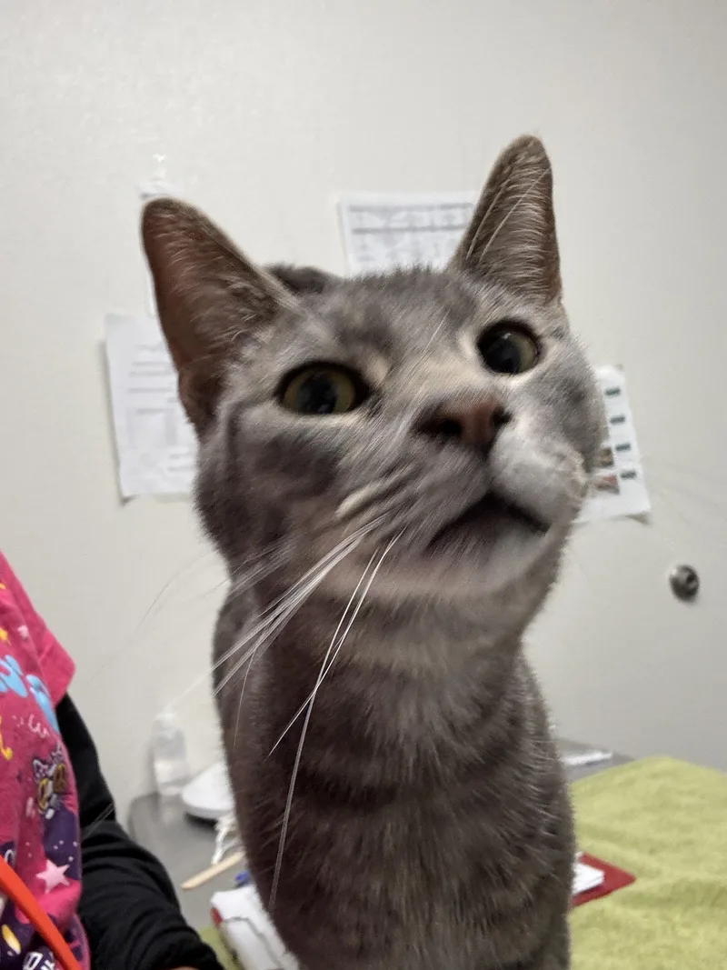 A young large-sized male Domestic Short Hair cat named Bruce for adoption in Chico, CA
