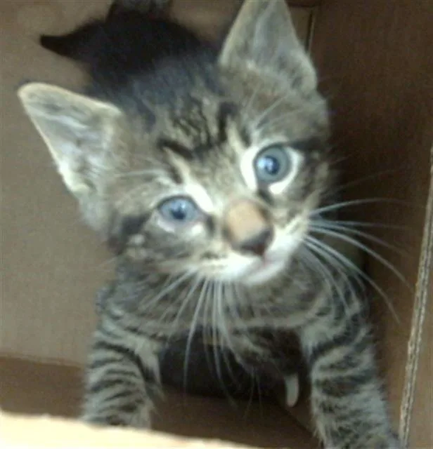 A baby medium-sized male Domestic Medium Hair cat named Mateo for adoption in Dallas, TX