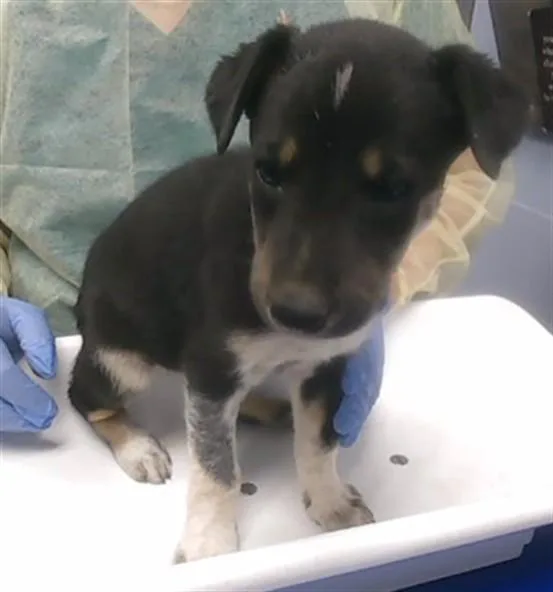 A baby small-sized male German Shepherd Dog dog named Mr Buns for adoption in Phoenix, AZ