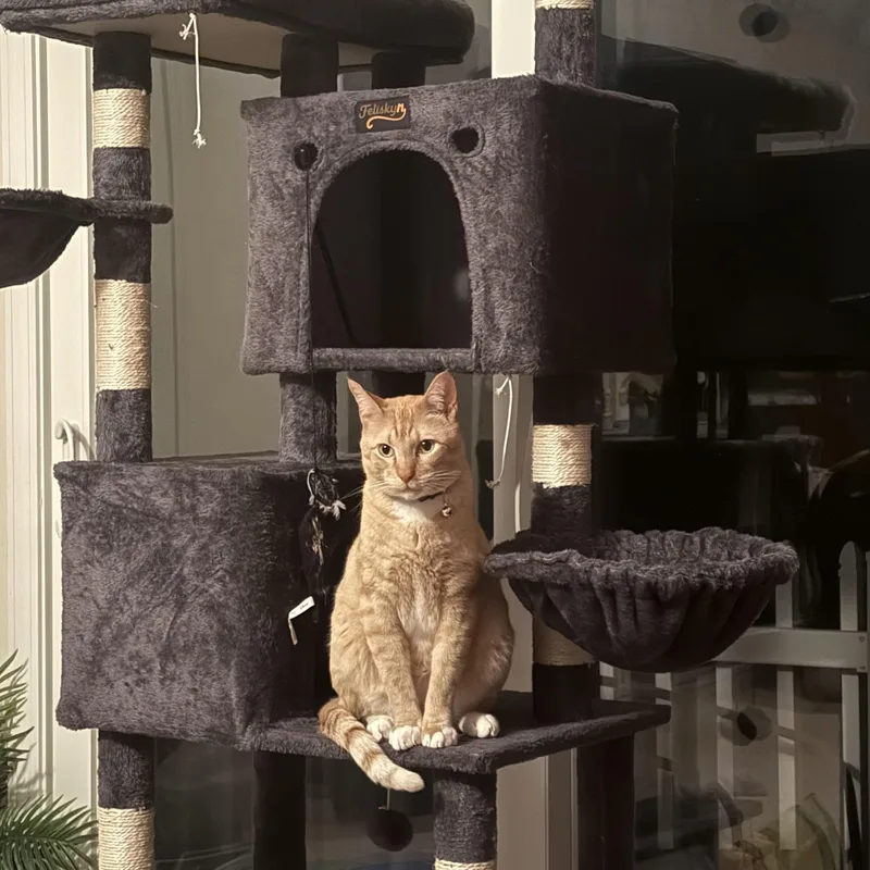 An adult large-sized male Orange / Red Domestic Short Hair cat named Leo for adoption in Enfield, CT