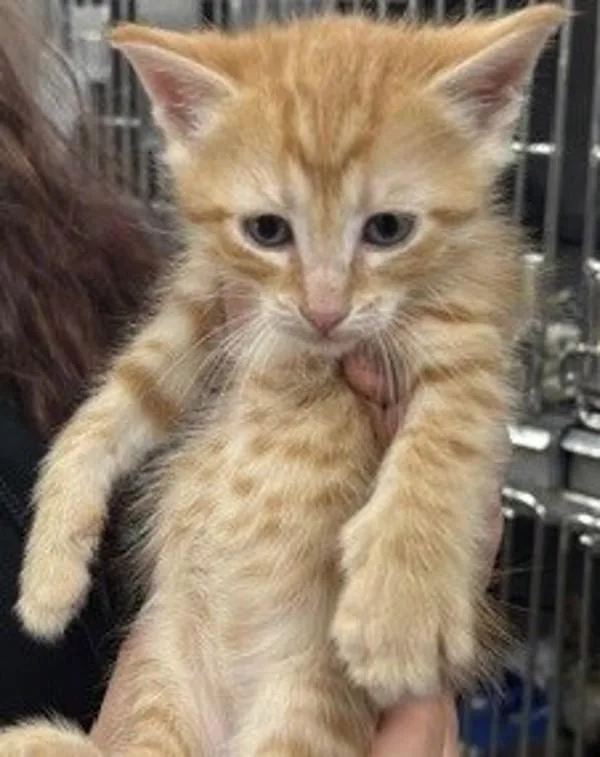 A baby small-sized male Domestic Short Hair cat named Oscar for adoption in Campbellsville, KY