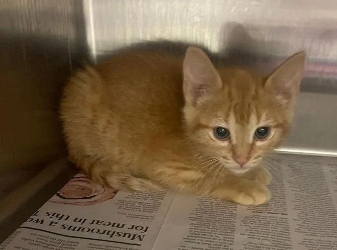 A baby medium-sized male Tabby (Orange / Red) Domestic Short Hair cat named Charleston for adoption in Pasco, WA