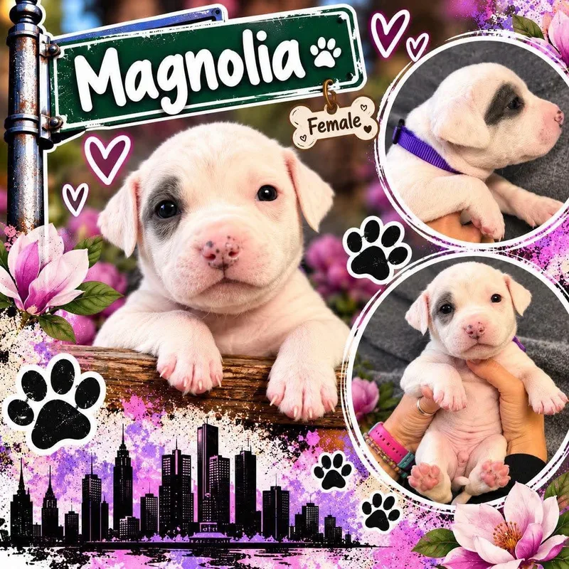 A baby medium-sized female Mixed Breed dog named Magnolia for adoption in Pleasant Ridge, MI