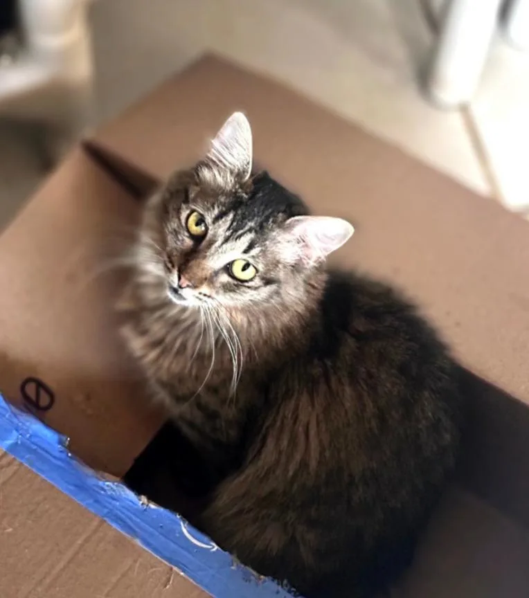 A young medium-sized female Domestic Short Hair cat named Cookie for adoption in Phoenix, AZ