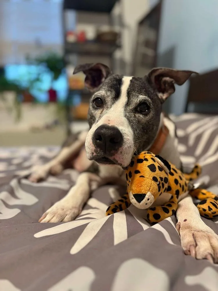 A senior medium-sized male American Staffordshire Terrier dog named Cinco for adoption in Long Island City, NY
