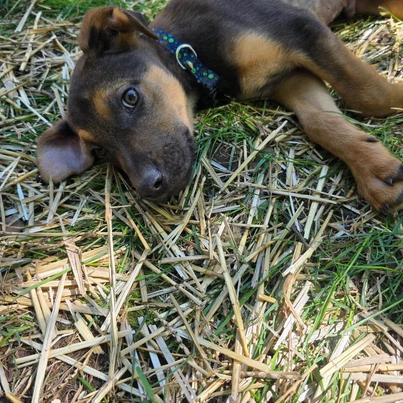 A baby large-sized male Bicolor German Shepherd Dog dog named Onyx for adoption in Clinton, WI