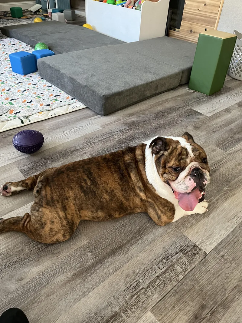 An adult medium-sized male English Bulldog dog named Terrance for adoption in Penryn, CA