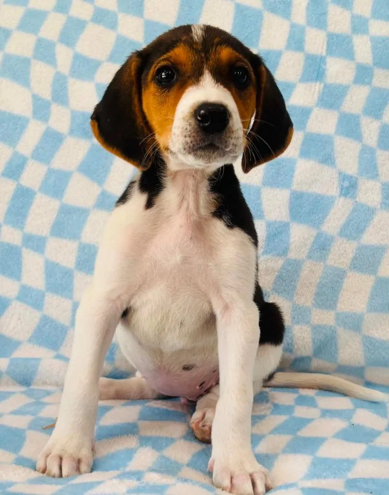 A baby small-sized female Mixed Breed dog named Aria for adoption in Warrenton, NC