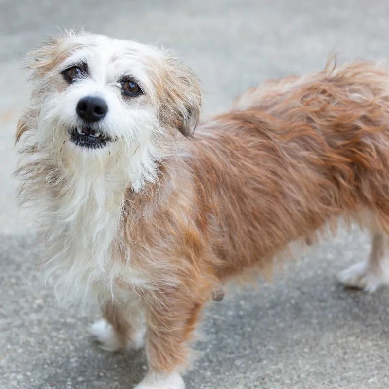 An adult small-sized female Yellow / Tan / Blond / Fawn Mixed Breed dog named Sally for adoption in Cartersville, GA