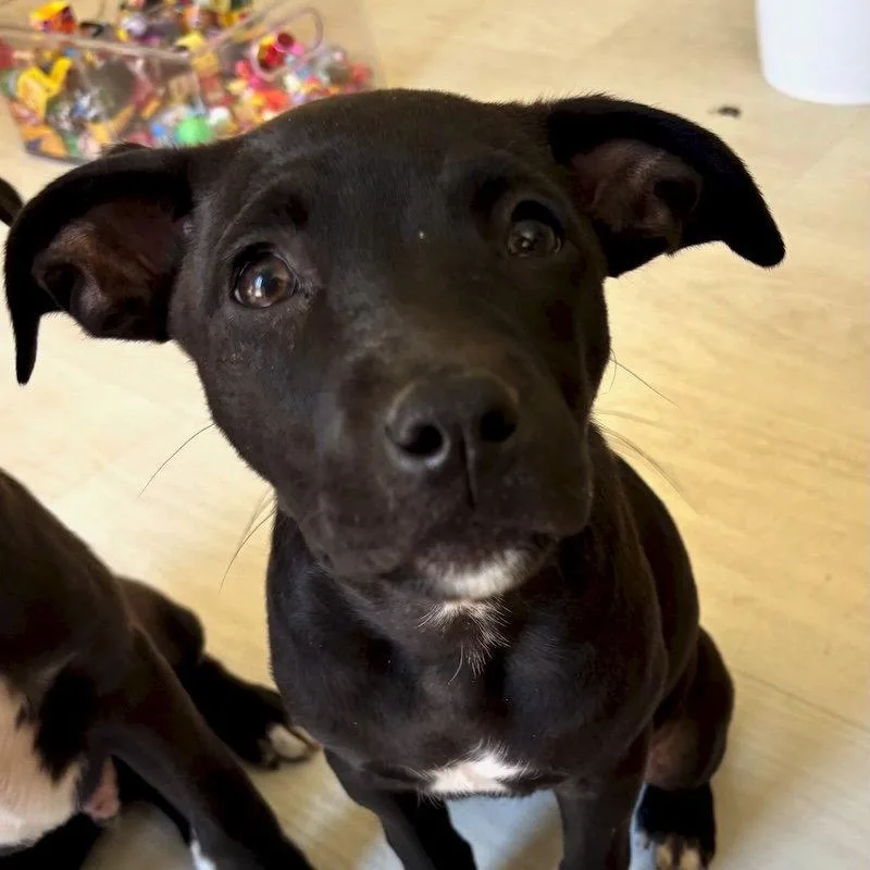A baby medium-sized female American Staffordshire Terrier dog named Janet for adoption in San Juan Capistrano, CA