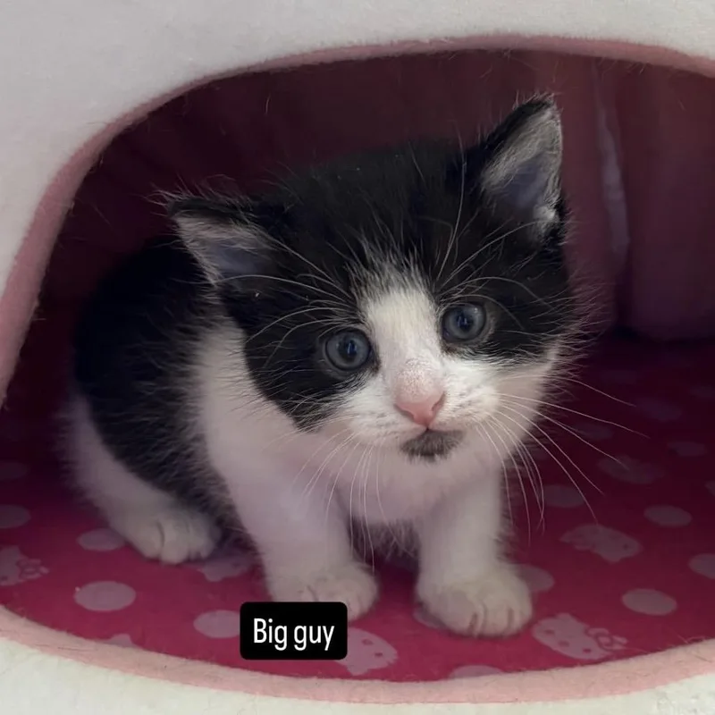 The Spring Litter  thumbnail 2