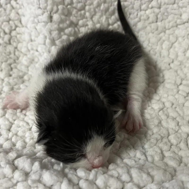 The Spring Litter  thumbnail 3