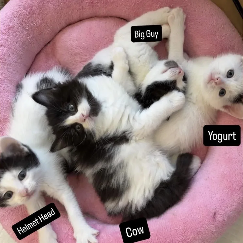 The Spring Litter  thumbnail 4