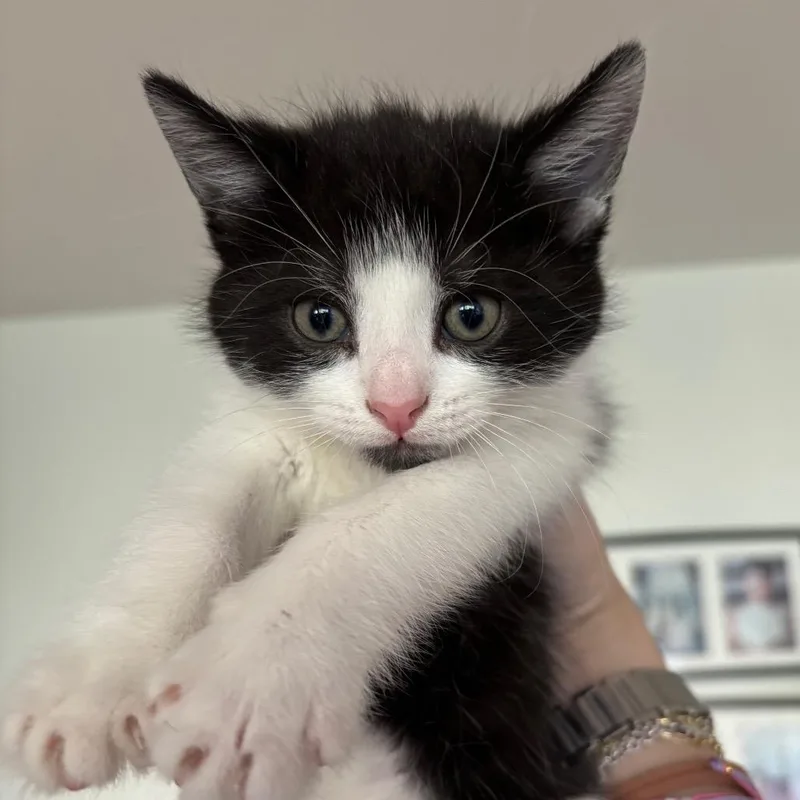 The Spring Litter  thumbnail 5