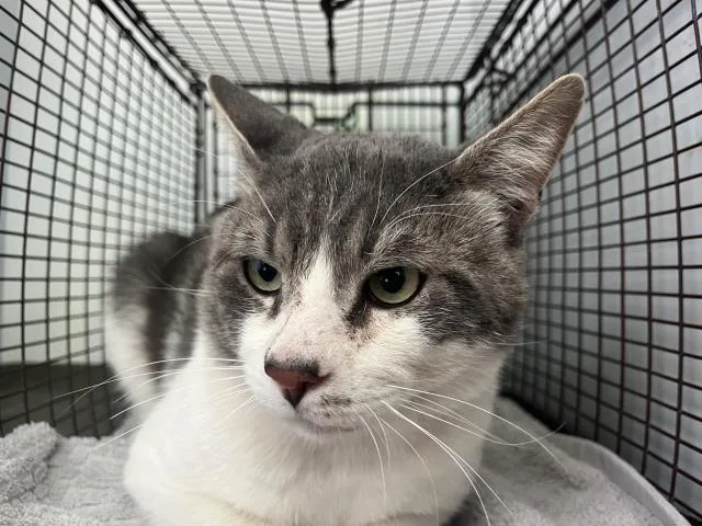 A young large-sized male Domestic Short Hair cat named Edgar for adoption in San Luis Obispo, CA