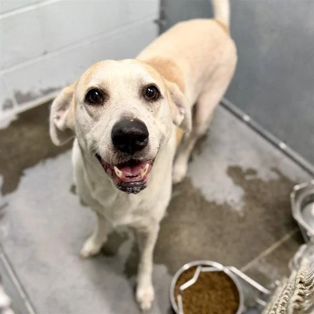 A senior large-sized female Labrador Retriever dog named Leah for adoption in Tavares, FL