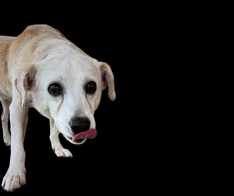 Tortilla thumbnail 2