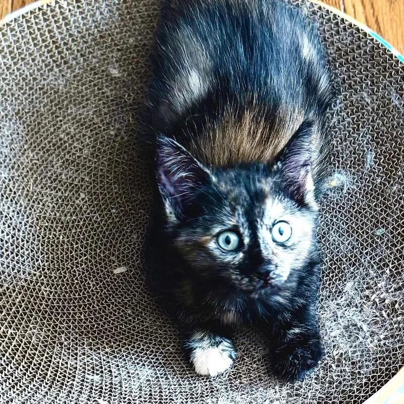 A baby small-sized female Tortoiseshell Domestic Short Hair cat named Electra for adoption in Kansas City, MO