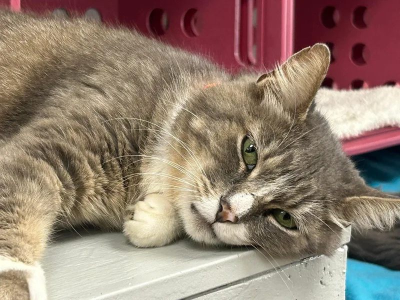 An adult large-sized male Gray & White Domestic Short Hair cat named Sterling for adoption in Momence, IL