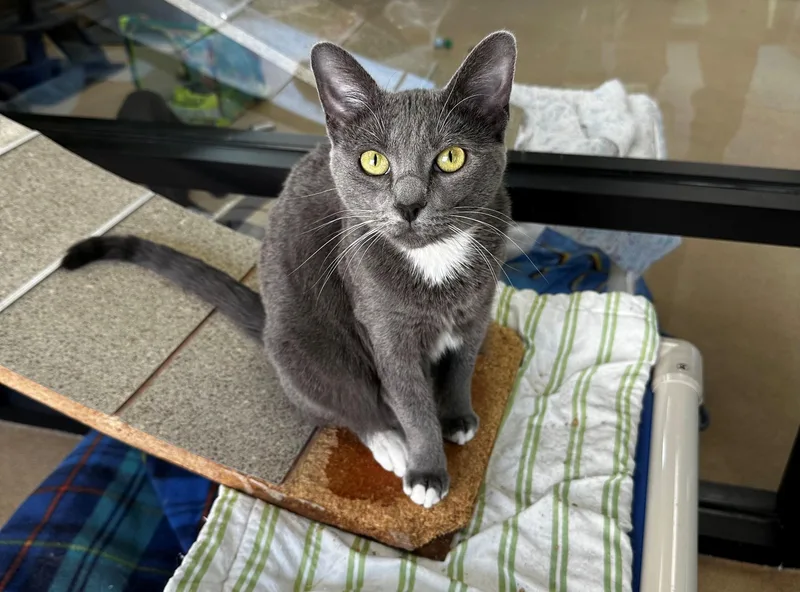 An adult medium-sized female Gray & White Domestic Short Hair cat named Sly for adoption in Lake Dallas, TX