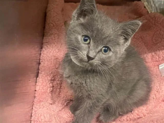 A baby small-sized male Domestic Long Hair cat named Frenchie for adoption in Tustin, CA
