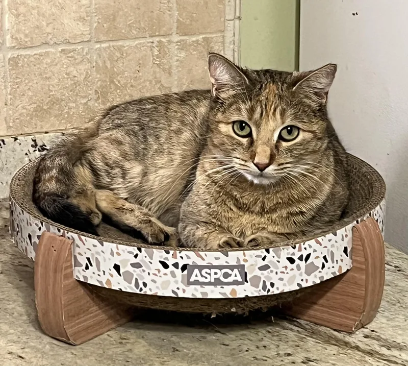 A young medium-sized female Torbie cat named Amber for adoption in Mobile, AL