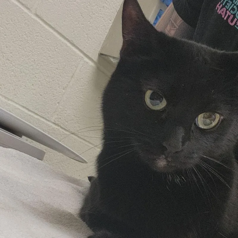 An adult medium-sized female Black Domestic Short Hair cat named Blossom for adoption in Murray, UT