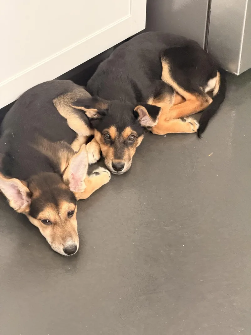 A baby medium-sized female Australian Shepherd dog named Echo for adoption in Las Vegas, NV