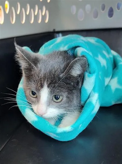 A baby small-sized female Gray / Blue / Silver Domestic Short Hair cat named 61127614 for adoption in El Paso, TX