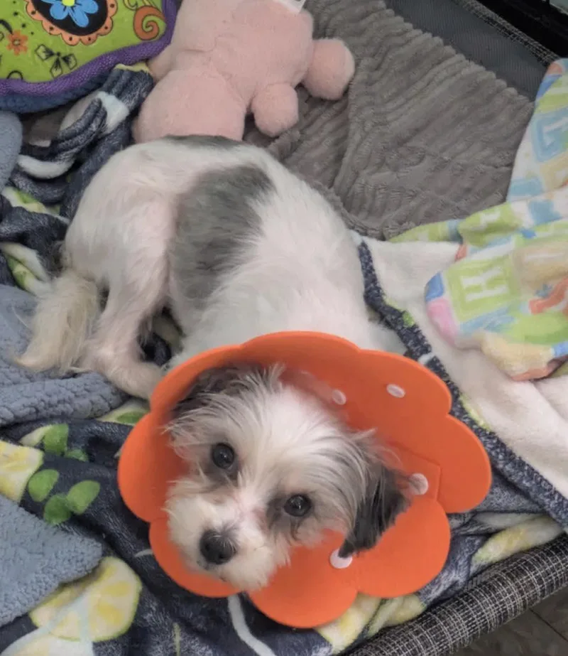 A baby small-sized female Gray / Blue / Silver Terrier dog named Jasmin for adoption in Ozone Park, NY