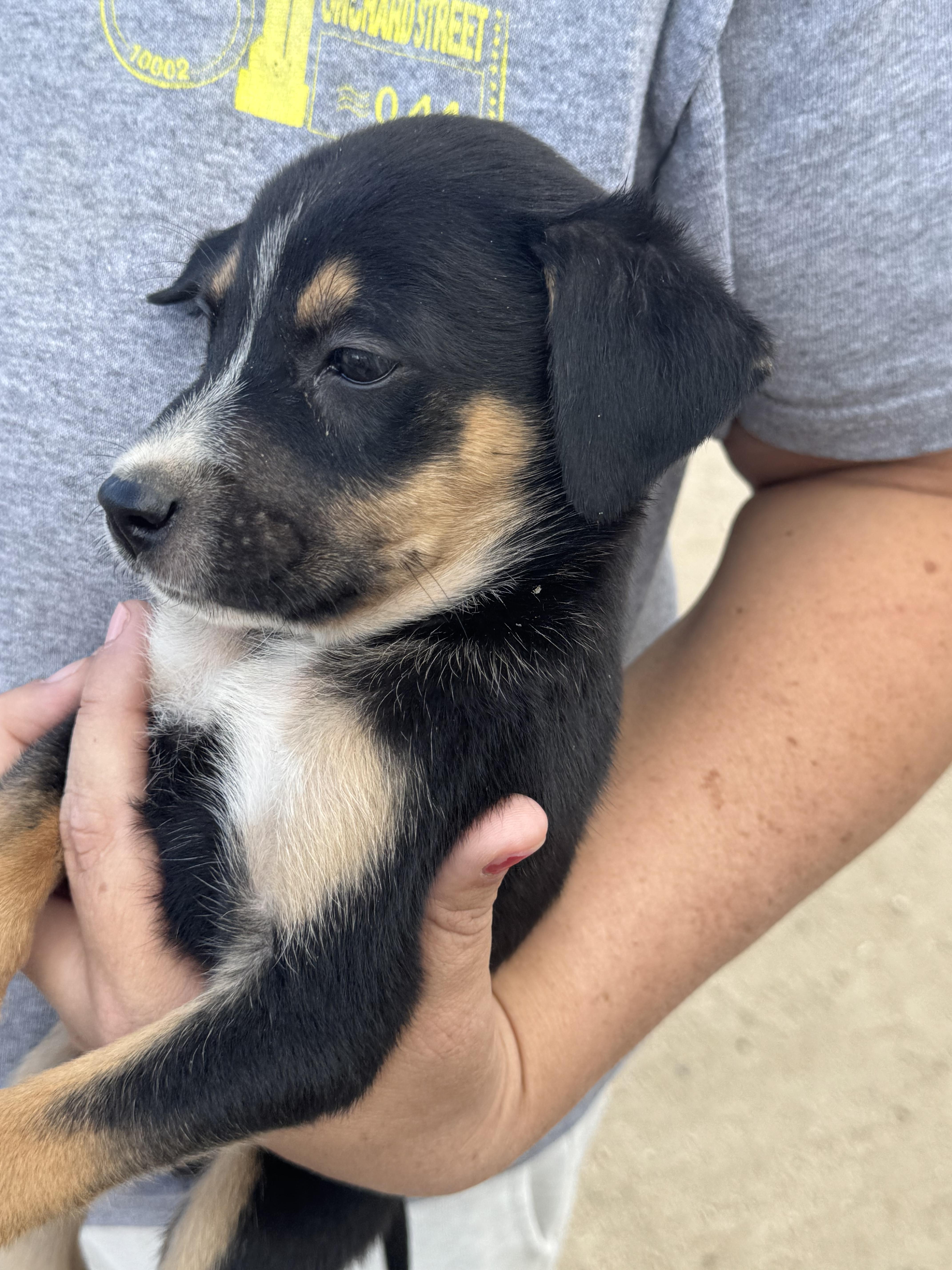 A baby medium-sized male Tricolor (Brown, Black, & White) Beagle dog named Bruiser for adoption in Van Nuys, CA