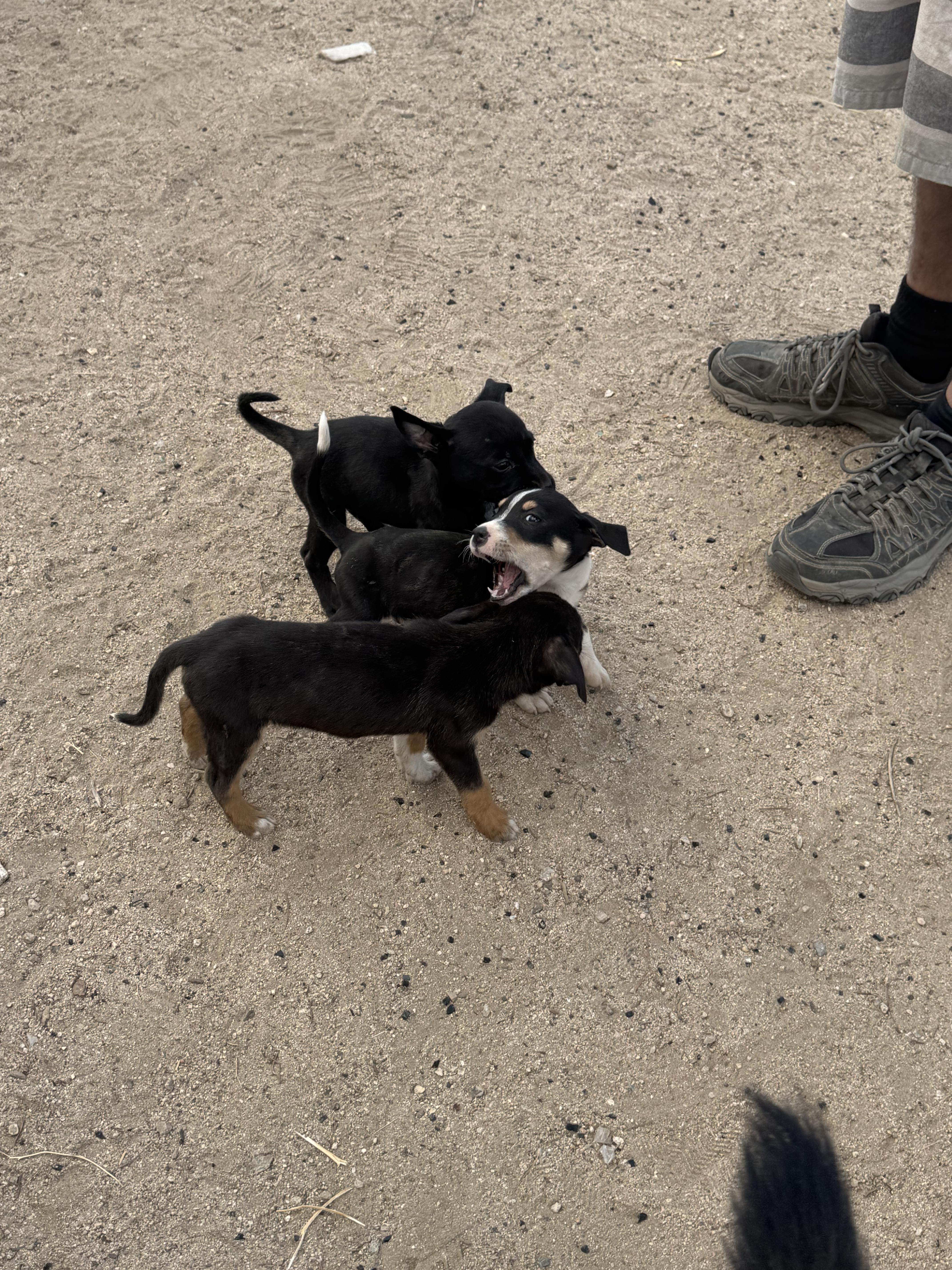 Bruiser thumbnail 3