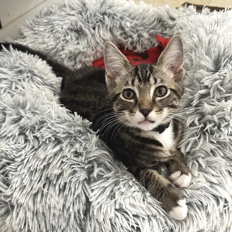 A baby medium-sized male Brown / Chocolate Domestic Short Hair cat named Large Fry PL for adoption in Union, MO