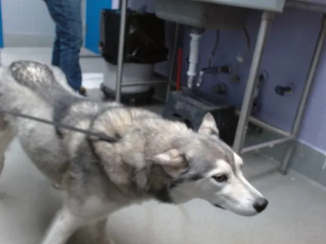 An adult medium-sized male Siberian Husky dog named Harley for adoption in Albuquerque, NM
