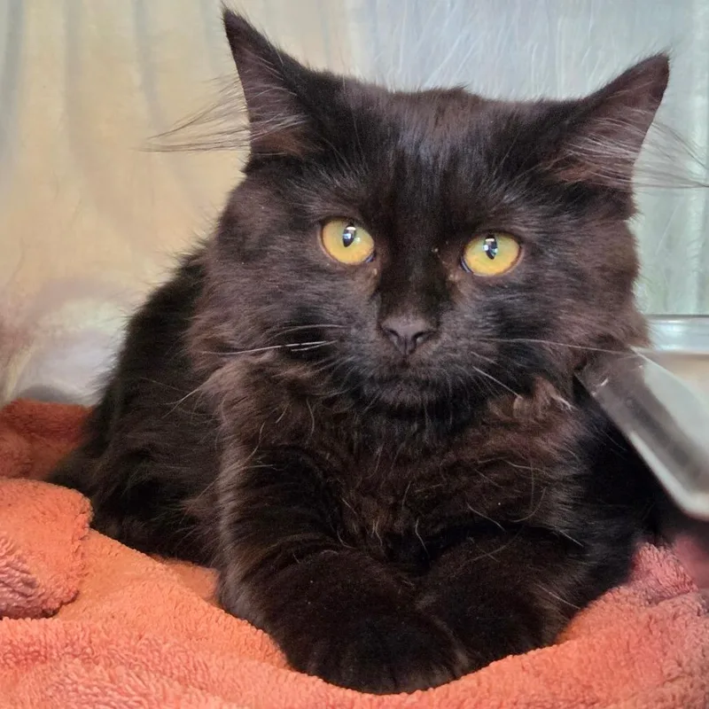 A baby small-sized female Black Domestic Medium Hair cat named Agent Meow for adoption in Asheville, NC