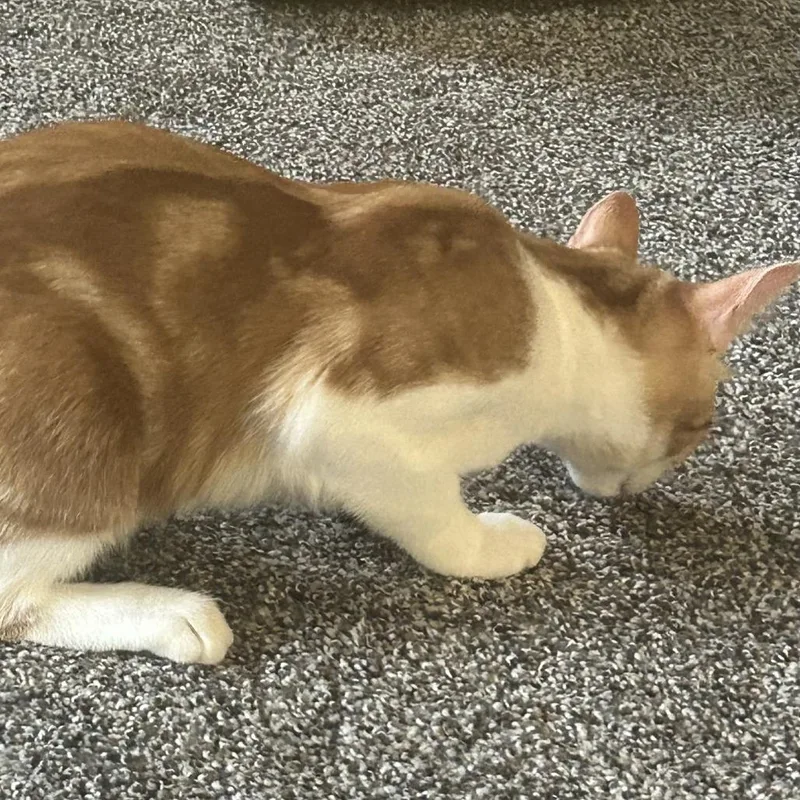 A baby small-sized female Domestic Short Hair cat named Lani for adoption in Medina, OH