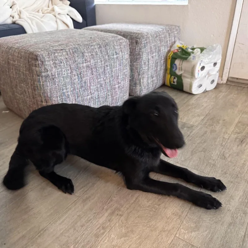 A young medium-sized female Black Shepherd dog named Nala for adoption in Oceanside, CA