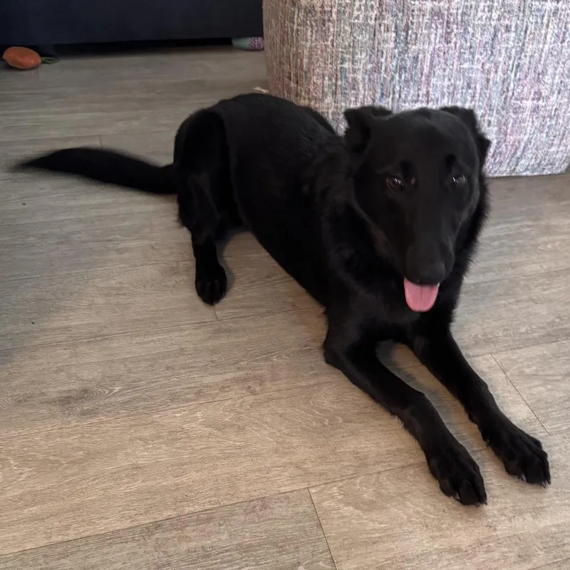 Nala thumbnail 5