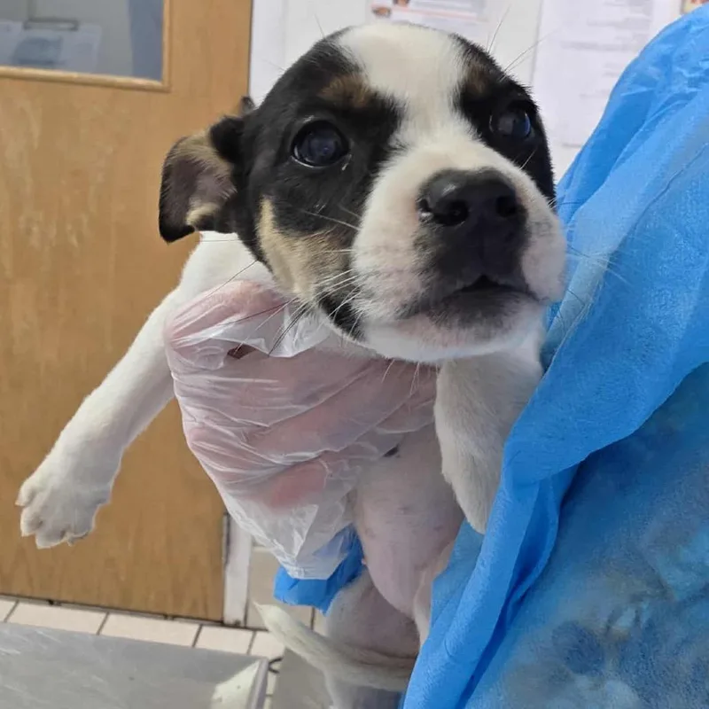 A baby small-sized female Black Mixed Breed dog named Corona for adoption in Charleston, WV