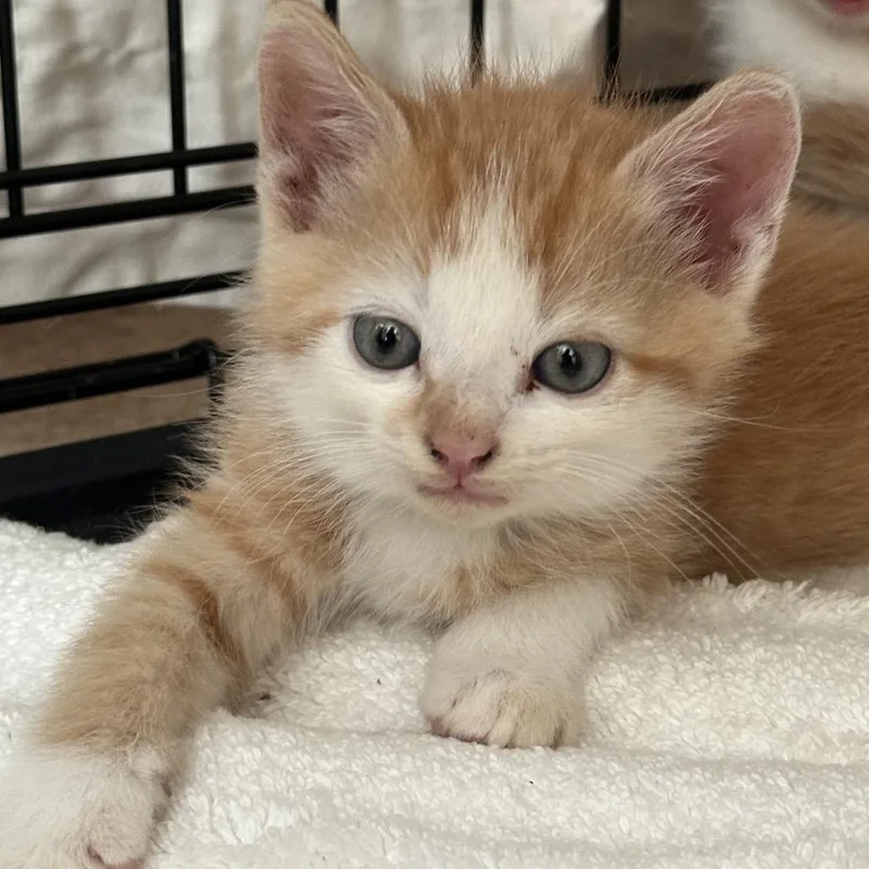 A baby small-sized male Orange / Red Domestic Short Hair cat named John for adoption in Lynchburg, VA