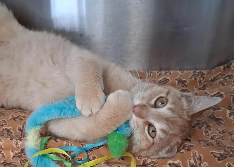 An adult medium-sized female Orange & White Domestic Short Hair cat named Lemon for adoption in Little Falls, MN